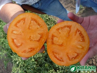 30.07.2012 г.&nbsp;Оранжевый томат KS 18 F1&nbsp;в разрезе: красивый внутренний цвет, много камер, сок не вытекает, богатый насыщенный вкус.Краснодарский край