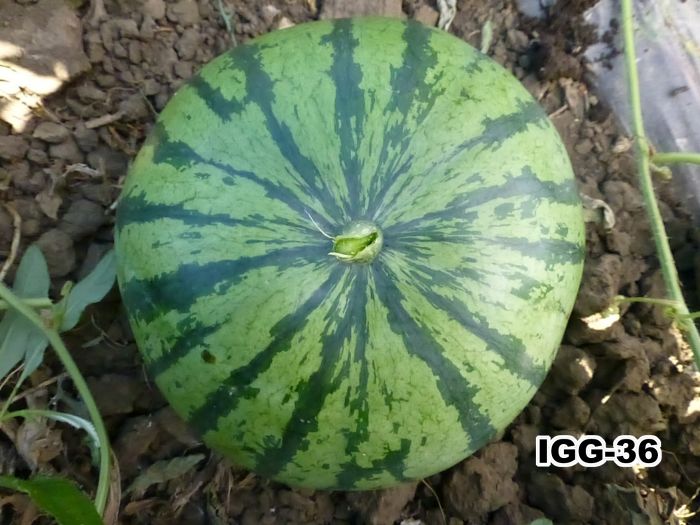 IGG36