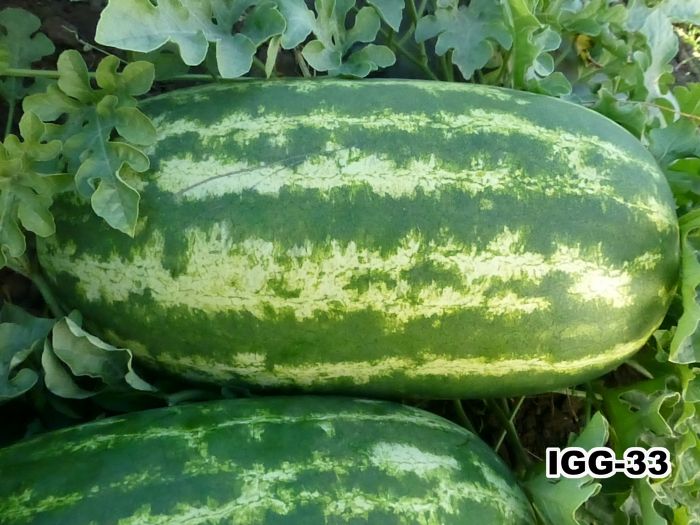 IGG33